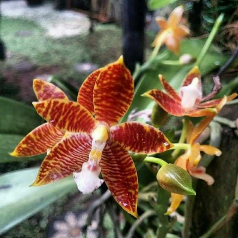 Anggrek bulan Phalenopsis Corona
