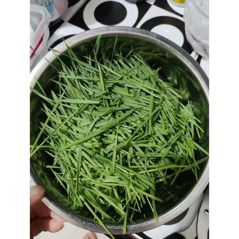 benih rumput kucing 1kg / cat grass / benih wheat grass bukan catnip / benih rumput gandum / benih wheatgrass rumput tortoise