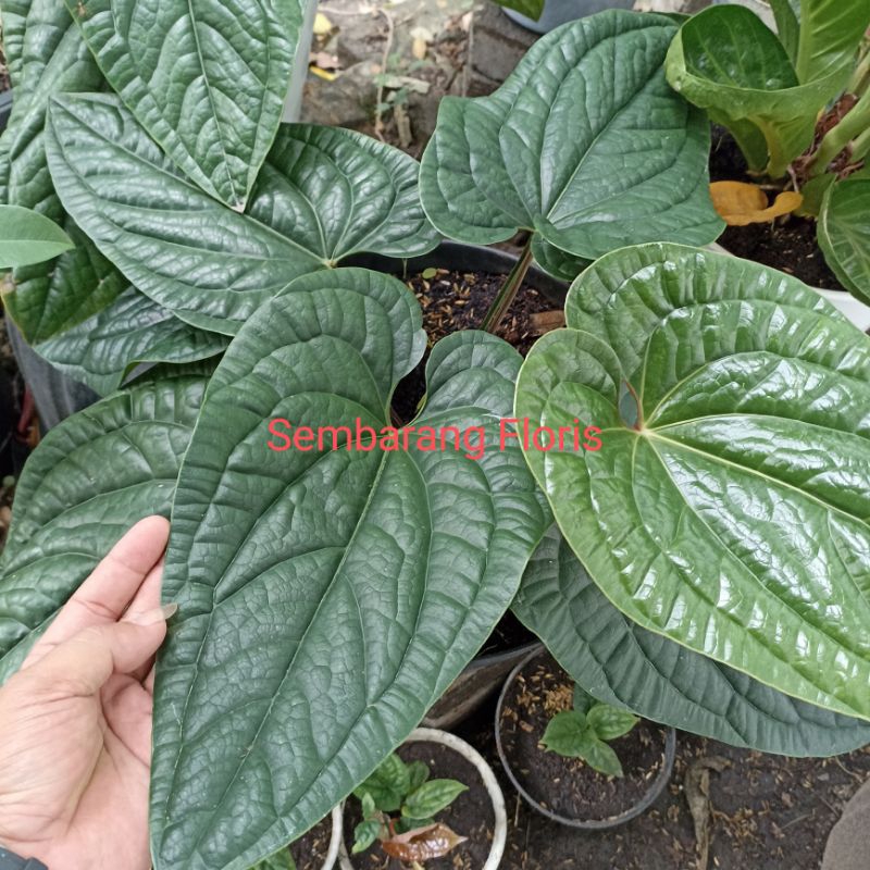 Anthurium Sirih Keraton/ Anthurium Radicans x luxurians jumbo Indukan