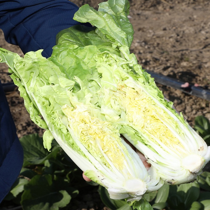 Benih Bibit Biji - Four Seasons Cream Cabbage Sayur Kubis Krim China Empat Musim Seeds - IMPORT