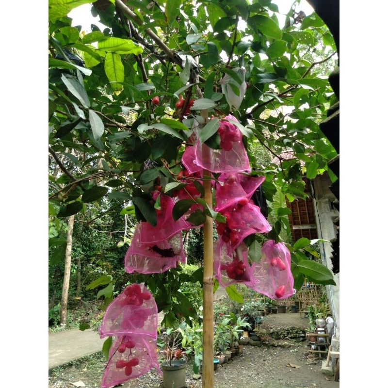 brongsong jambu isi 10pcs fruit cover ukuran 25x25 bungkus buah