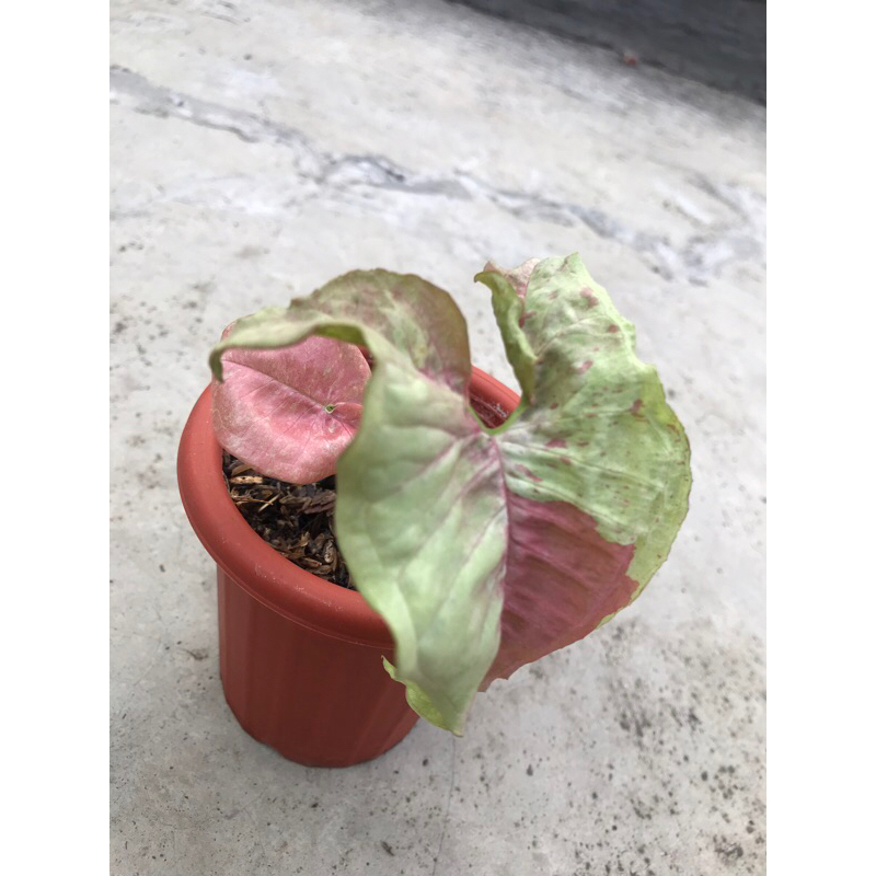 syngonium pink candy