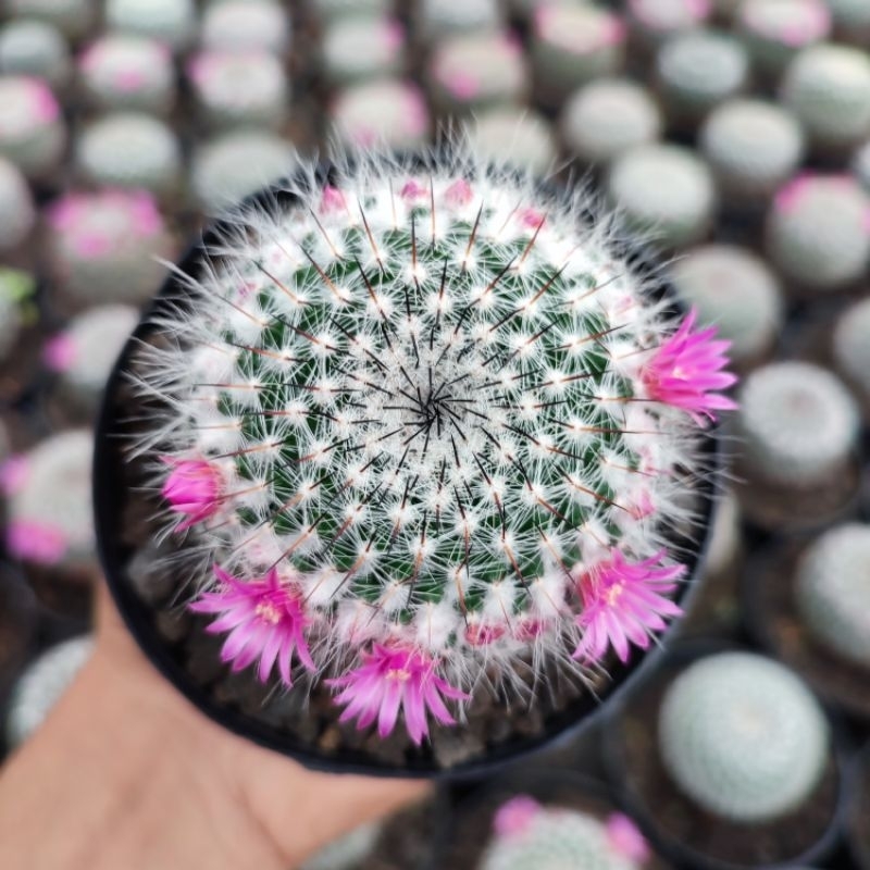 Mammillaria Woodsii | D 10 Cm | Kaktus