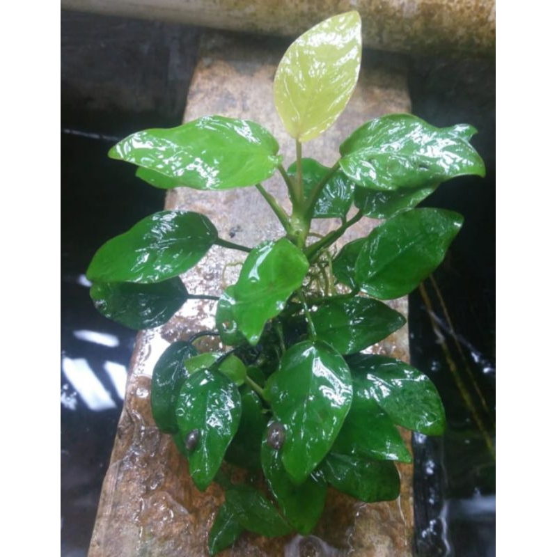 anubias golden indukan / anubias Nana / anubias bartery