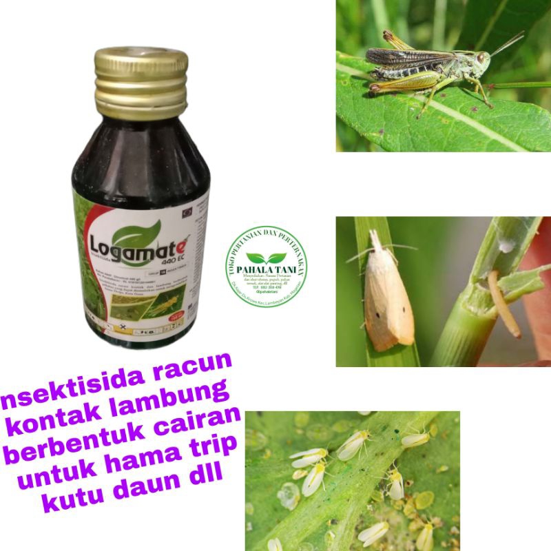 Logamate/hama trip/kutudaun/penggerek batang /belalang