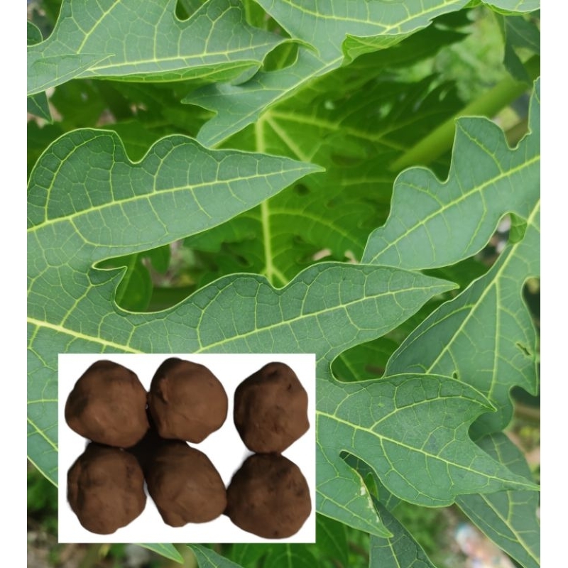 

Ampo lempung penghilang rasa pahit daun pepaya dan pare batu