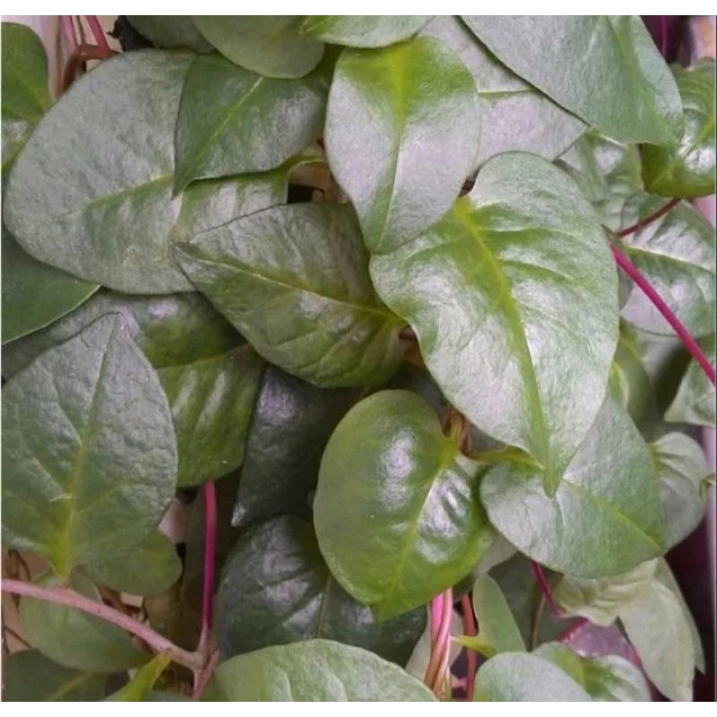 

DAUN BINAHONG SEGAR BARU PETIK/ HERBAL BINAHONG/TERMURAH