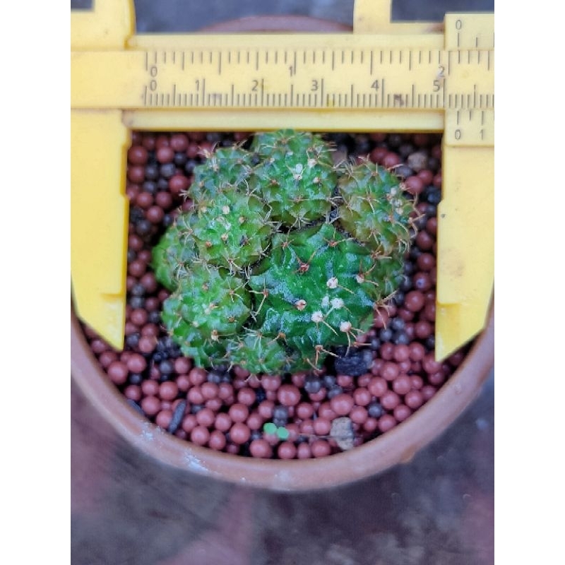 MIHA HYBRID MULTI HEAD SEEDLING//KAKTUS//GYMNOCALYCIUM//MIHANOVICHI//MIHA HYBRIDA//KAKTUS MINI//KAKT