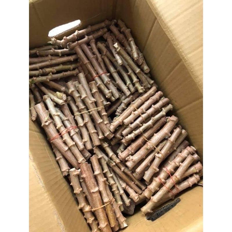 bibit singkong/ubi kayu 5000 perbatang