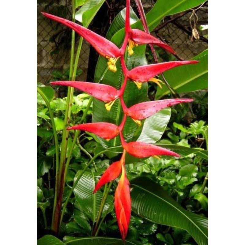 (1M) HELICONIA BIHAI BUNGA MERAH - Bibit pohon heliconia bihai