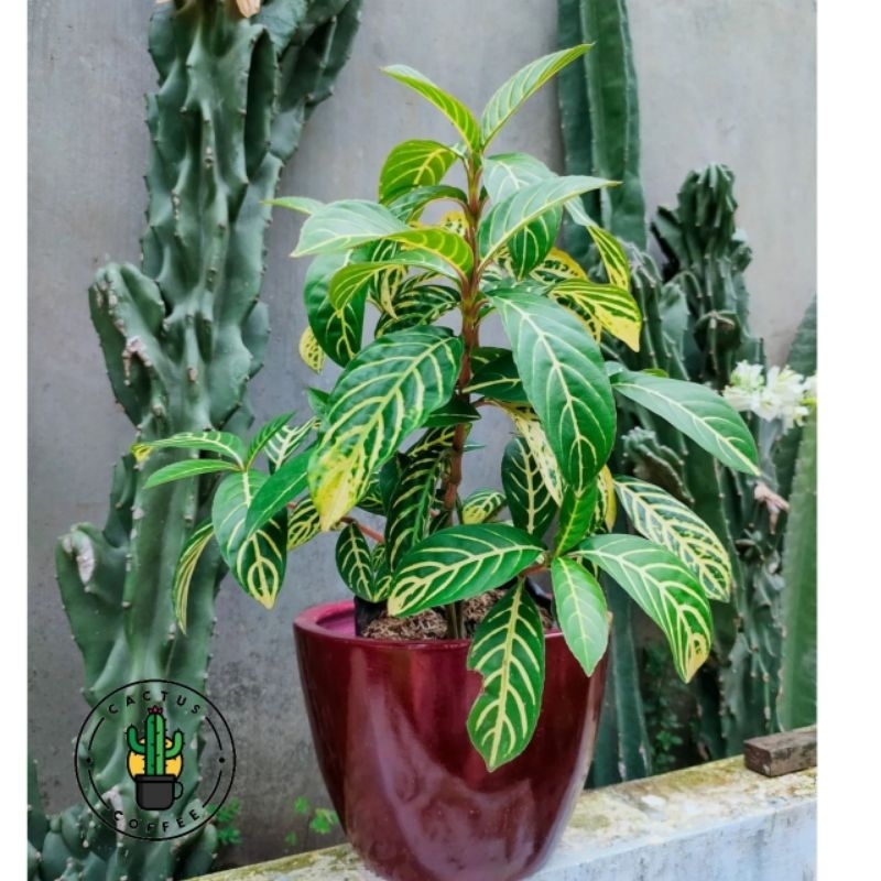 Tanaman Hias Apelandra Golden & Apelandra Ungu - Tanaman Hias Hidup Apelandra - Pohon Apelandra