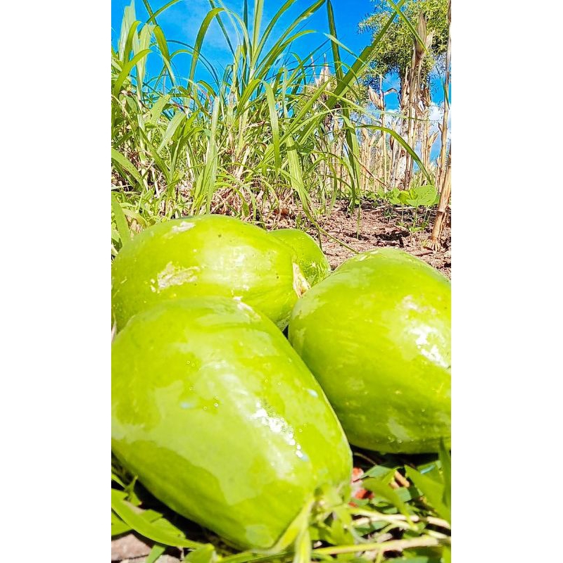 

PEPAYA MUDA Rp.6000/kg