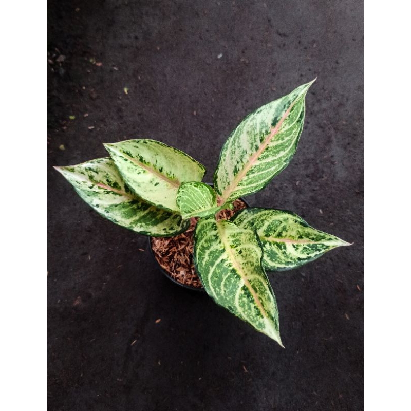 Aglaonema Frozen / Aglonema Frozen