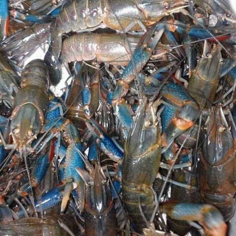 

lobster air tawar per kilo