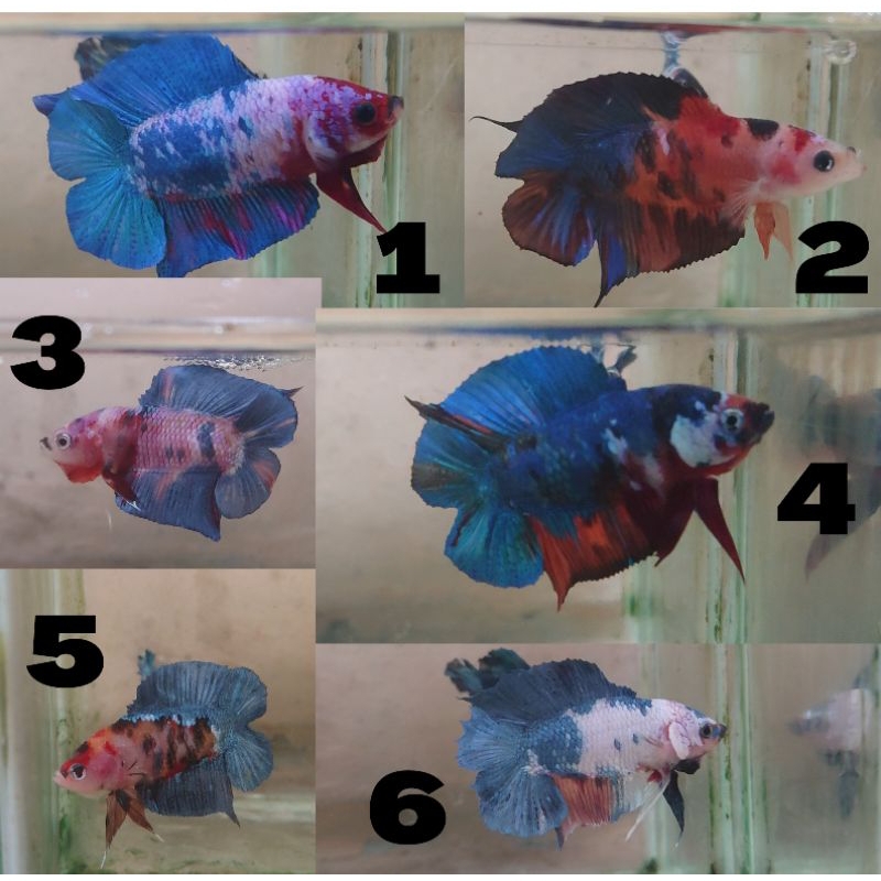 CUPANG PKDT MULTICOLOUR REALPICT