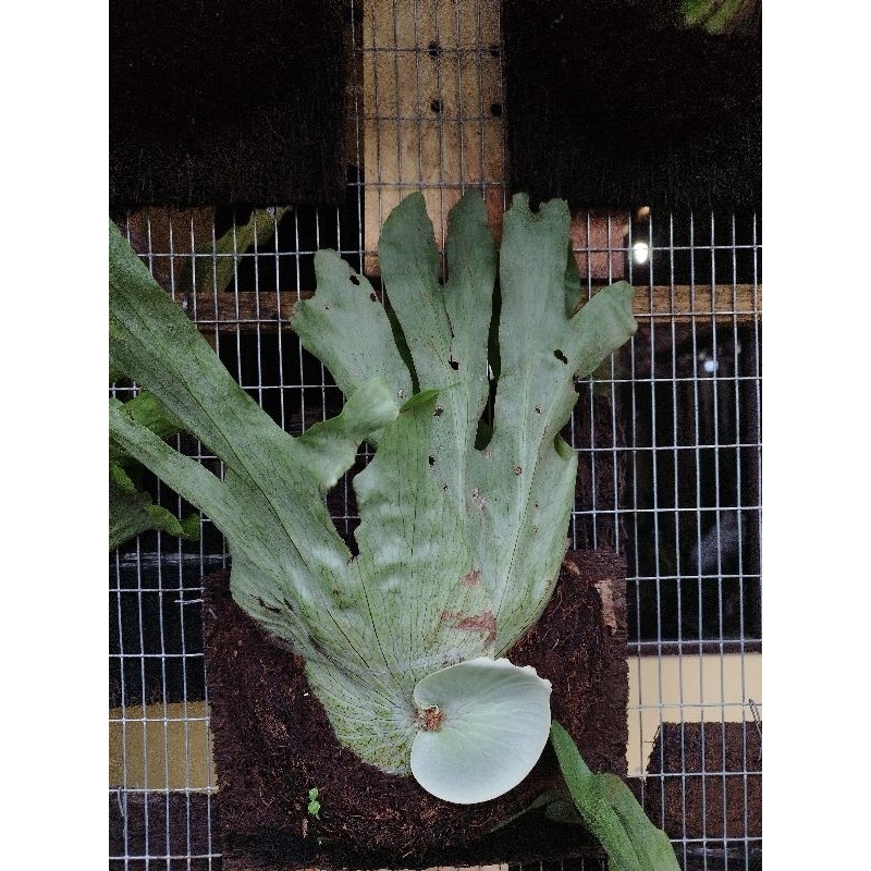 Platycerium Wandae / Papua