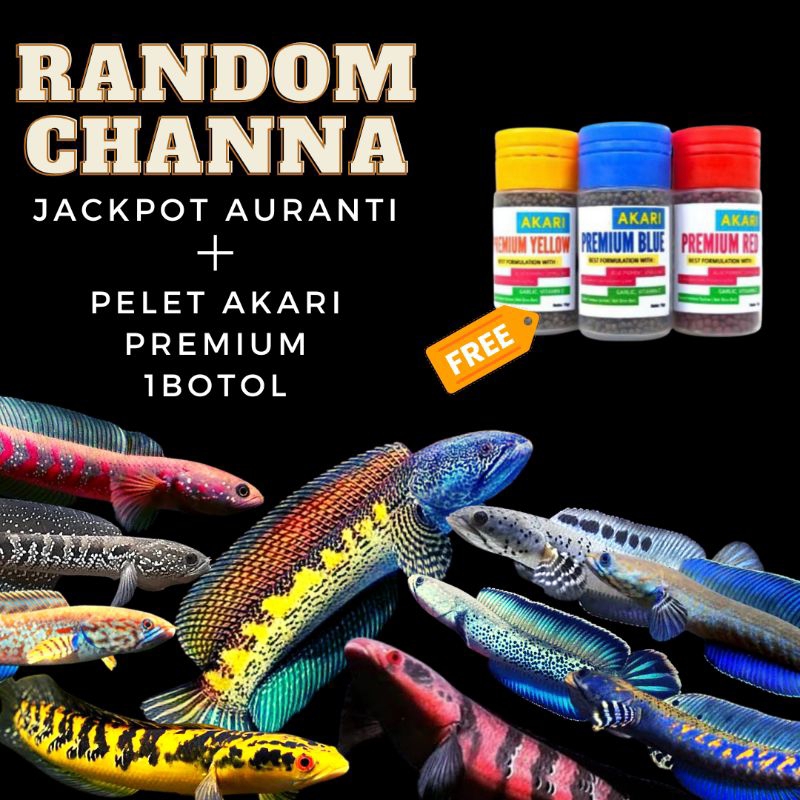 RANDOM CHANNA GRATIS AKARI PREMIUM RED BLUE YELLOW 1 BOTOL PAKAN AURANTI MARU ASIATICA LIMBATA PULCH
