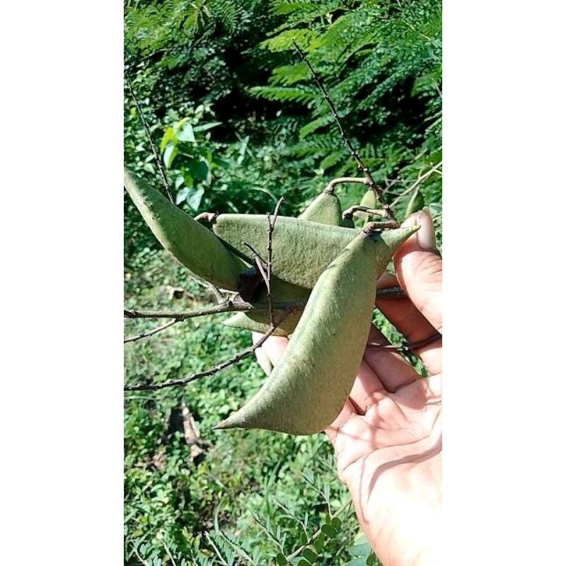 

Buah biji secang muda buah biji secang tua sesuai permintaan