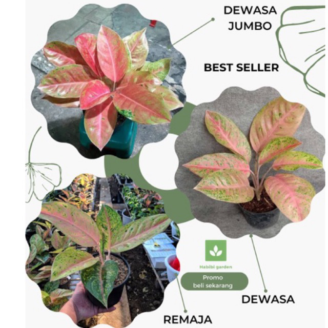 COD  Tanaman aglonema Bigroy / Pohon berdaun rimbun aglonema bigroy