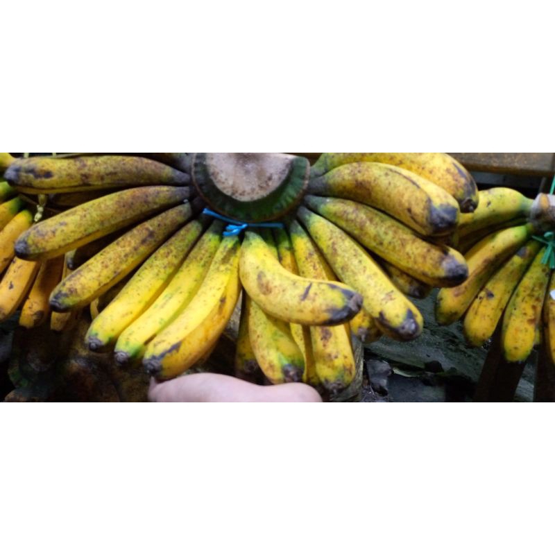 

pisang barangan Medan asli.jumbo,besar bangat