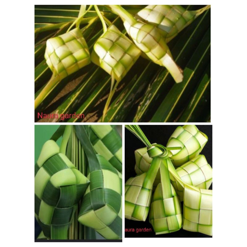 

ketupat dari janur/ daun kelapa (cangkang ketupat)