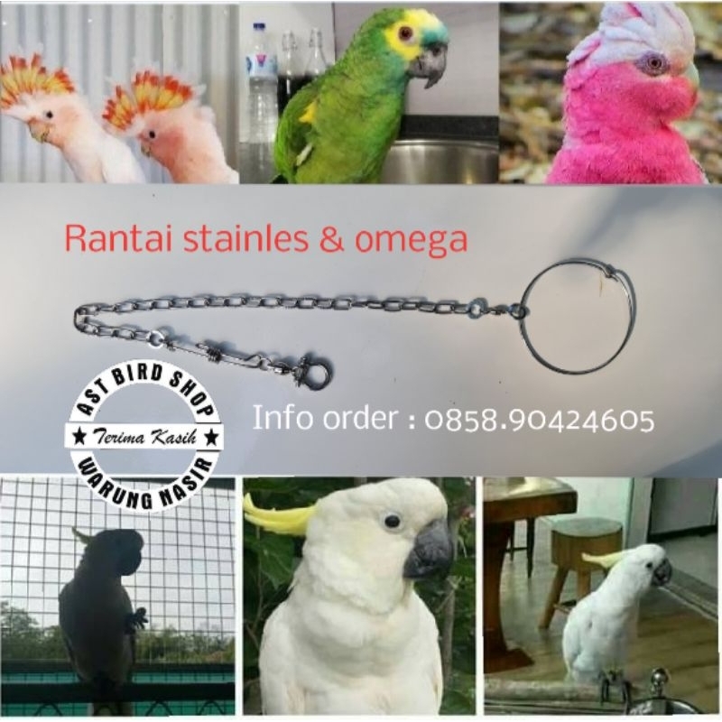 Rantai Parrot kaka tua