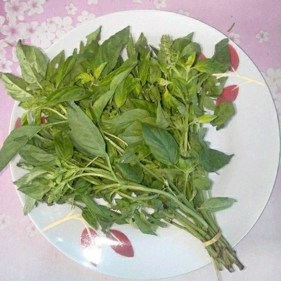 

Daun kemangi segar perikat