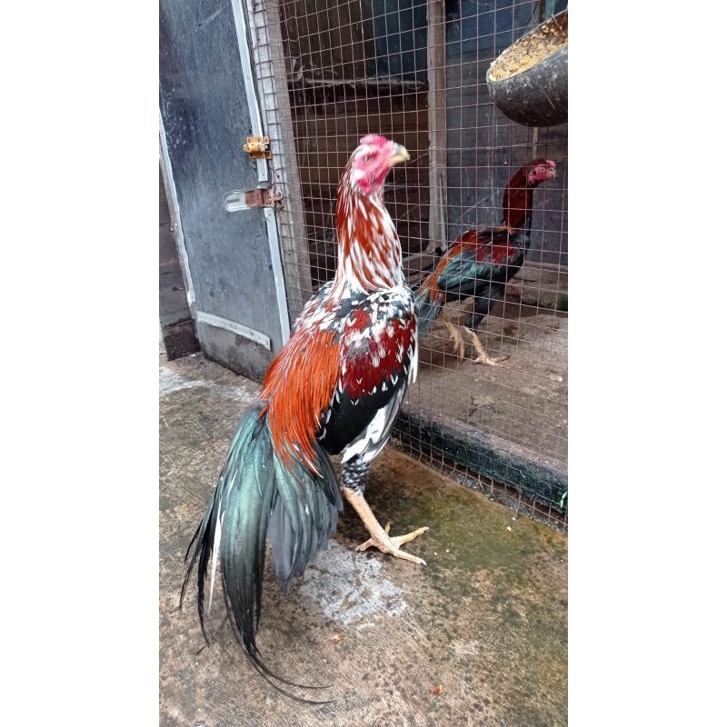 Ayam Bangkok Aseel Parrot X Ekor Lidi