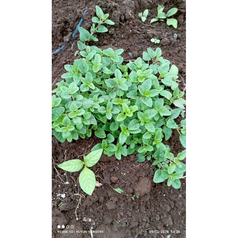 

Daun segar oregano