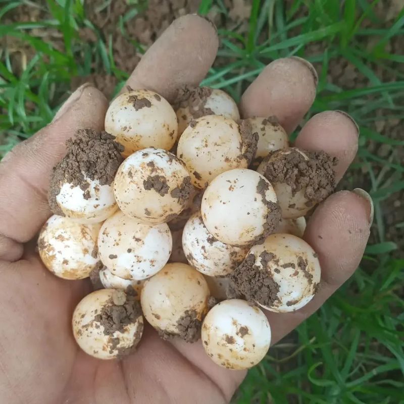 TELUR BULUS/LABI LABI