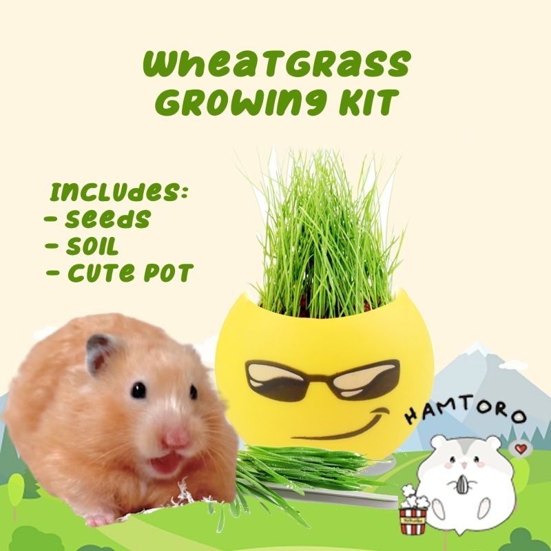 Wheatgrass Growing Kit Paket Rumput Gandum Hamster Lengkap