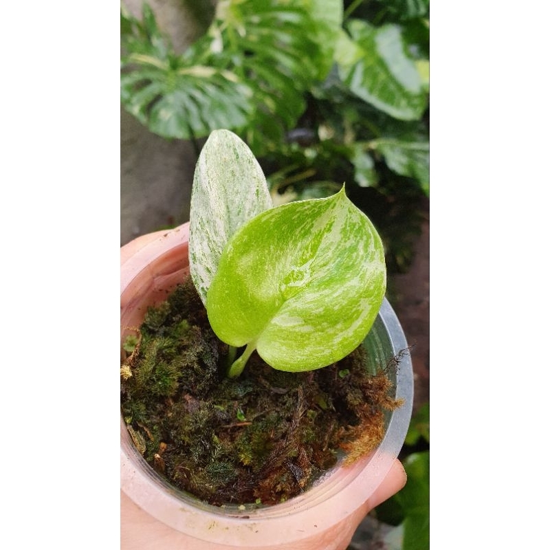 scindapsus treubii moonlight varigata