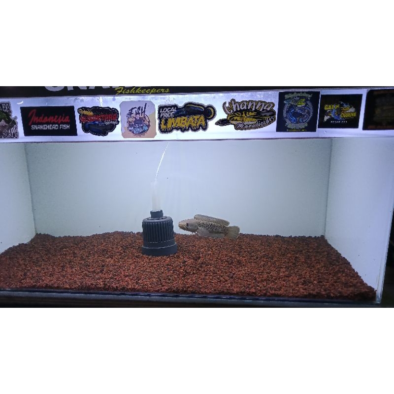 chana Stewarti single tank 15-20cm