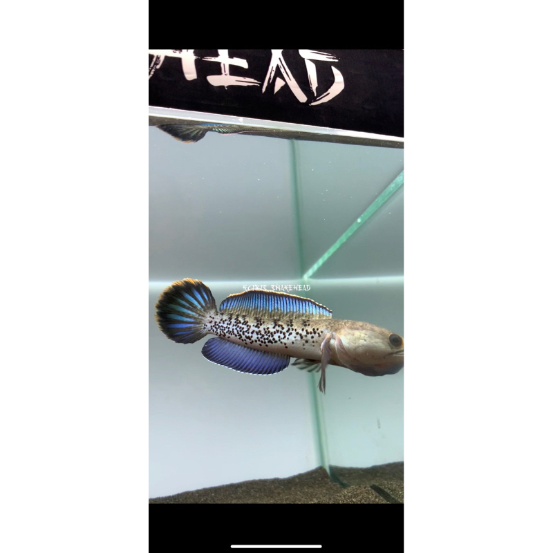 Stewarti fulldot 6-7cm