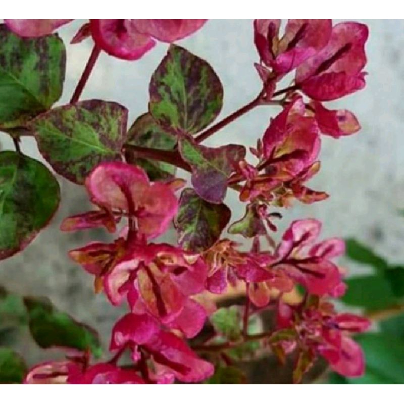 bougenville black maria/ Sambungan