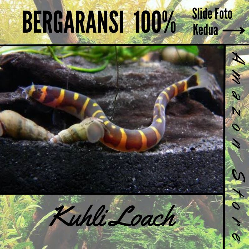 Ikan Kuhli Loach