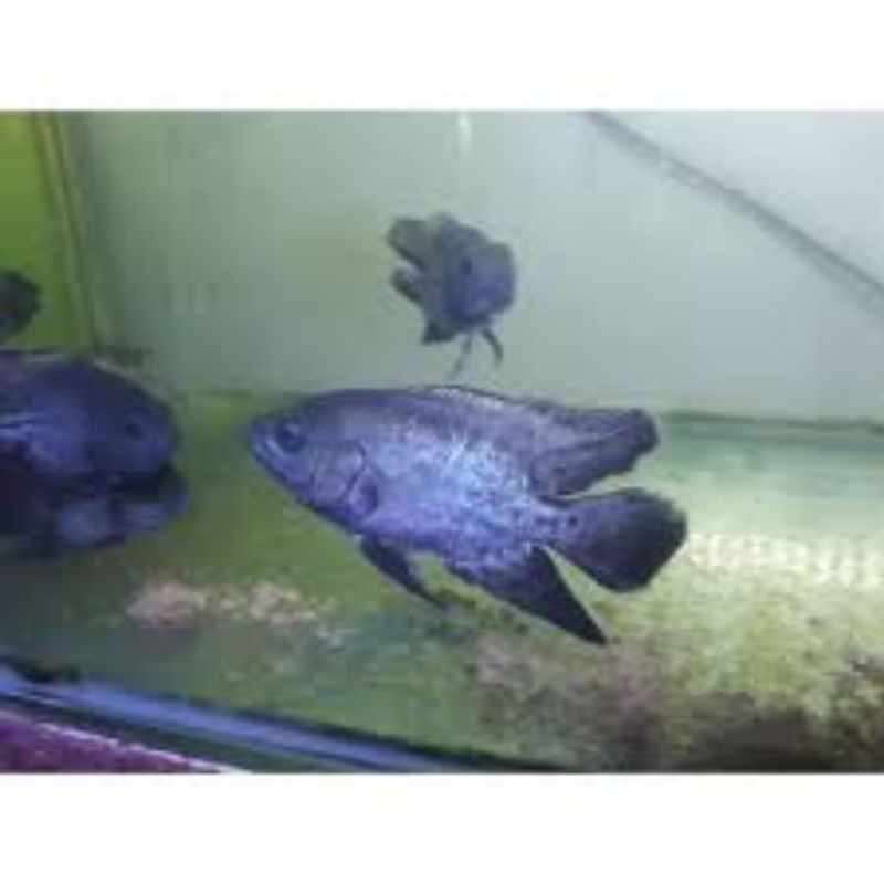 hiasan aquarium Oscar Paris tembaga