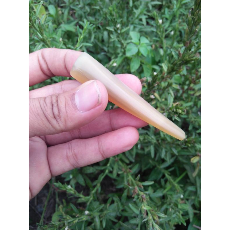 cangklong tanduk kerbau bule once sapi bule