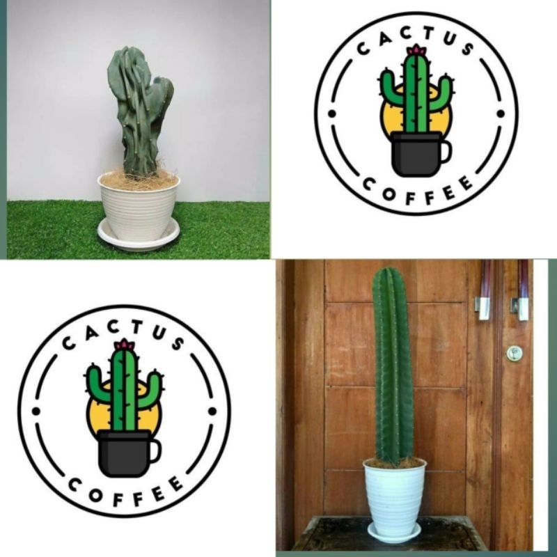 Tanaman Kaktus Koboi & Kaktus lilin Paket 2 Kaktus // Tanaman Hias Kaktus / Pohon Kaktus koboi dah k