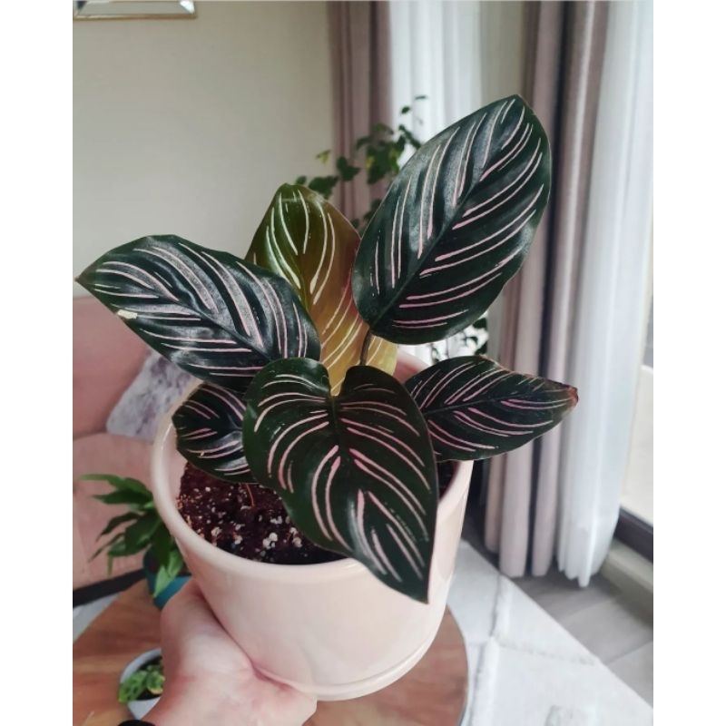 Calathea Ornata - Tanaman Hias Calathea Ornata - Calathea Import Thailand - Ornata Series