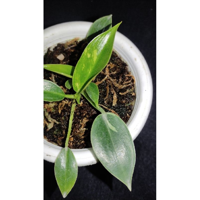 Philodendron Green Congo varigata