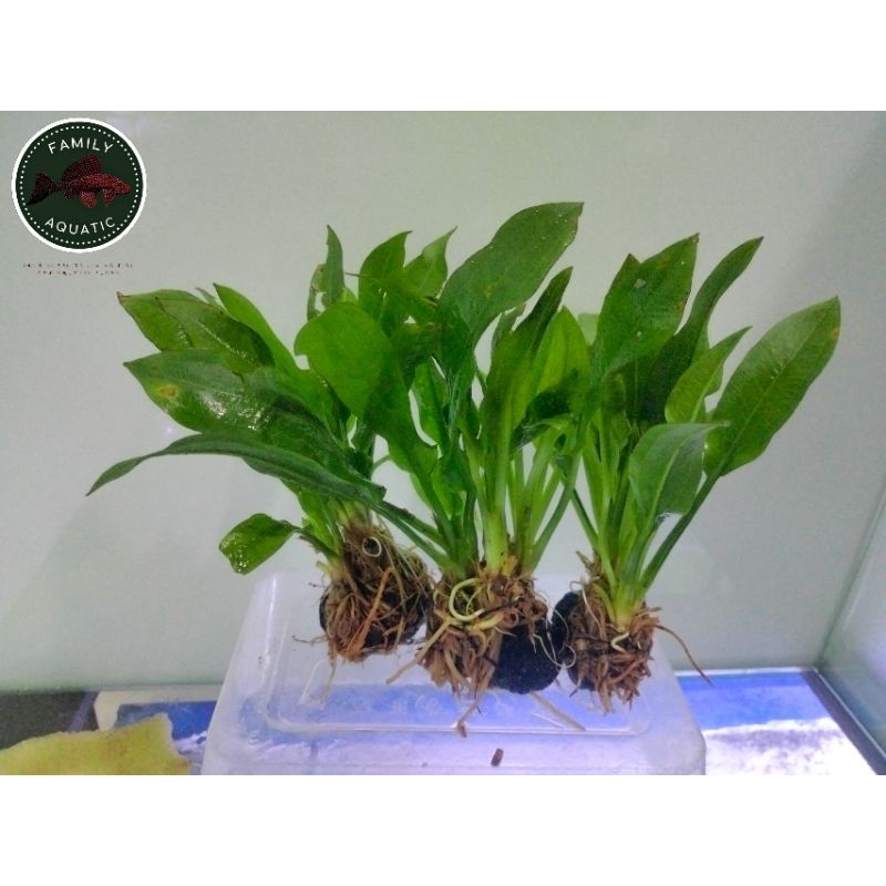 Tanaman aquascape amazon sword - Amazon sword - hiasan aquarium