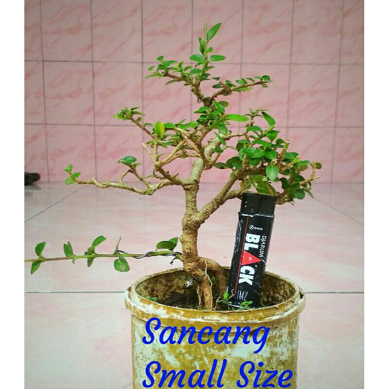 BONSAI SANCANG Mame