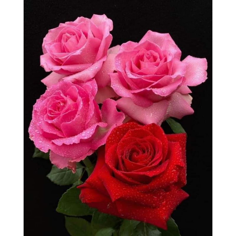 Poster Cetak, BUNGA MAWAR, Ukuran JUMBO, 100x70cm DAN 150x100cm/Hiasan Dinding/Lukisan Cetak/TANPA B