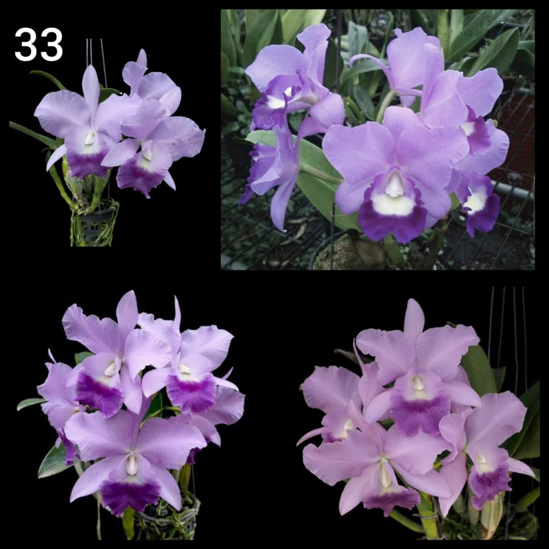Anggrek Cattleya Walkeriana | Catleya Walkeria | Cattleya Murah | Cattleya Siap Bunga