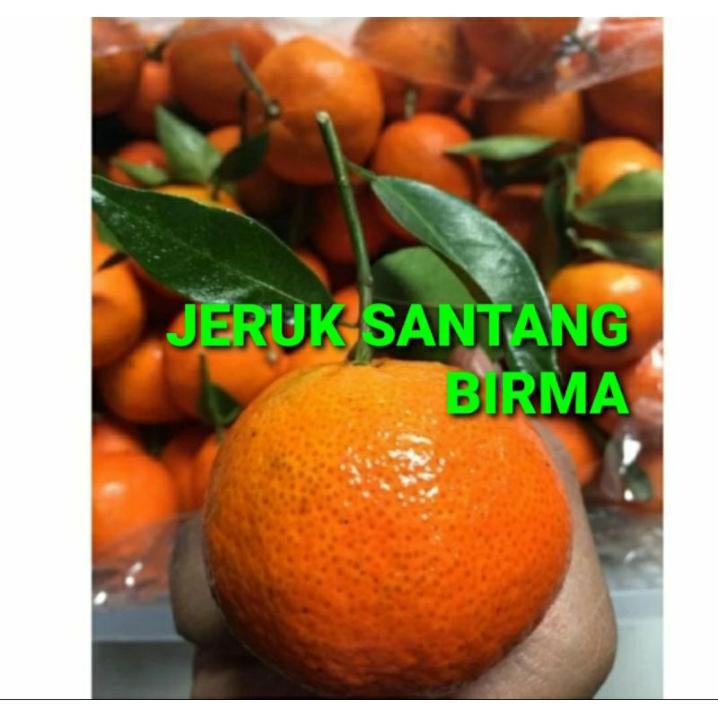 

JERUK SANTANG BIRMA KHUSUS PARA SULTAN 1 KG (PREMIUM QUALITY)