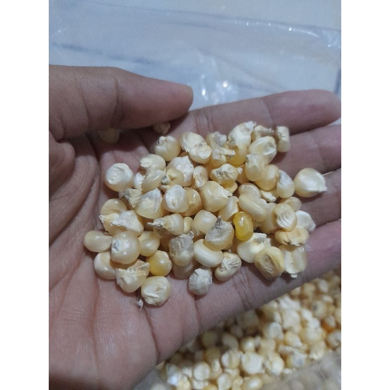JAGUNG PUTIH KERING KONSUMSI (BUAT GRONTOL) 500 gram