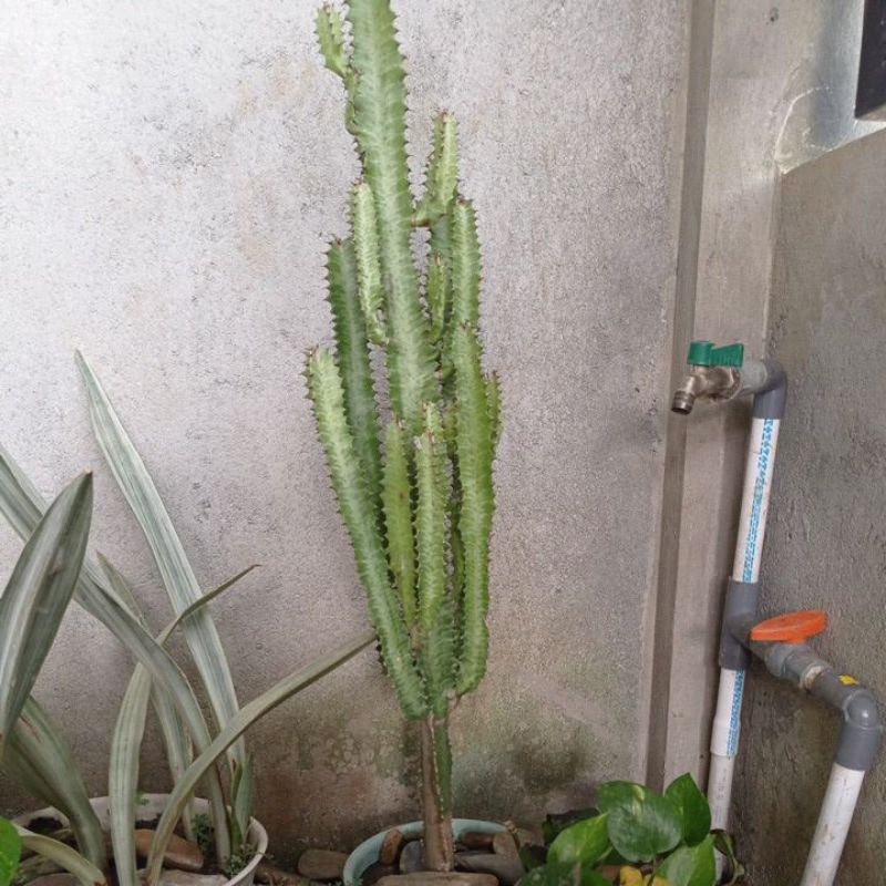 kaktus euphorbia