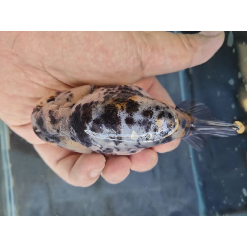 Ranchu Cow Goldfish Surabaya
