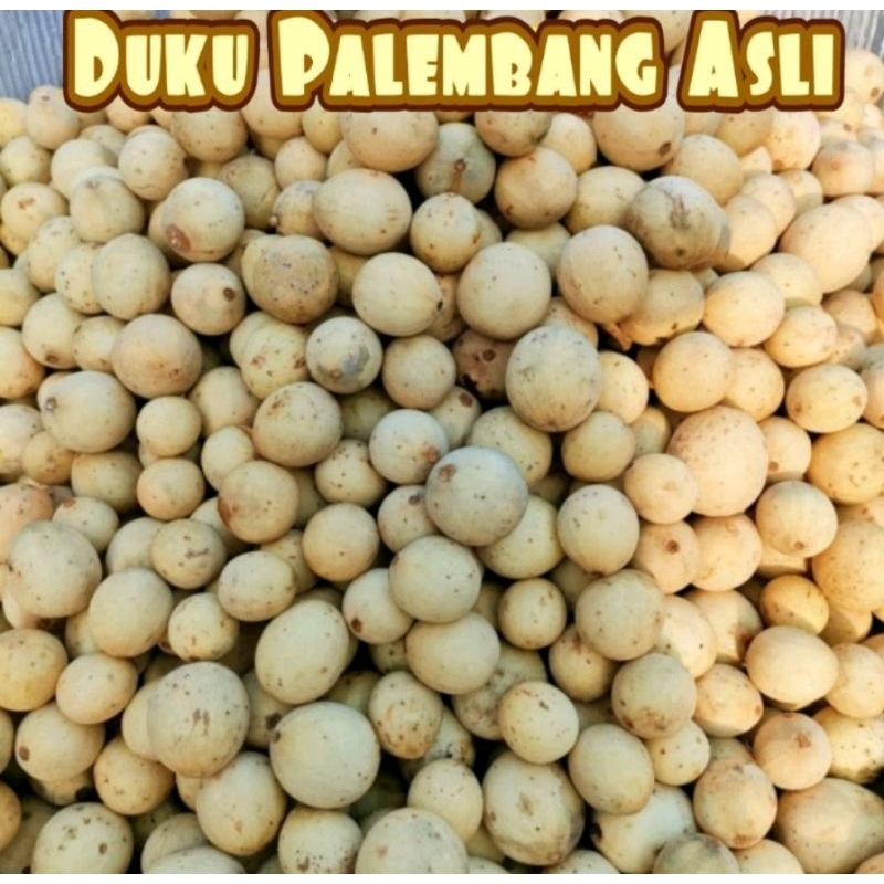 

Duku Palembang Asli manis manis 500gram TERMURAH